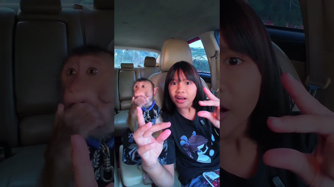 Di ambil semuanya buah anggur ny guys 😄🤣 tetap aman ❤️#shortvideo #short #monkey #funny