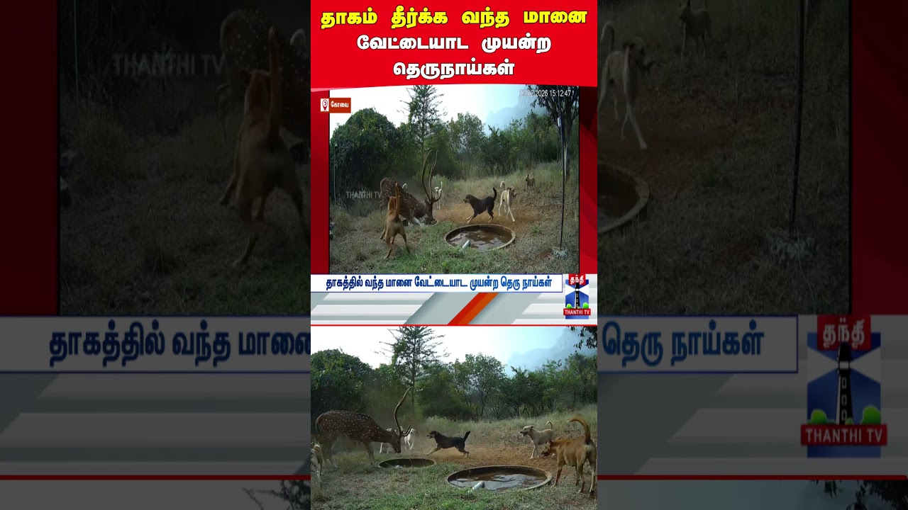 Deer | Straydogs | Water