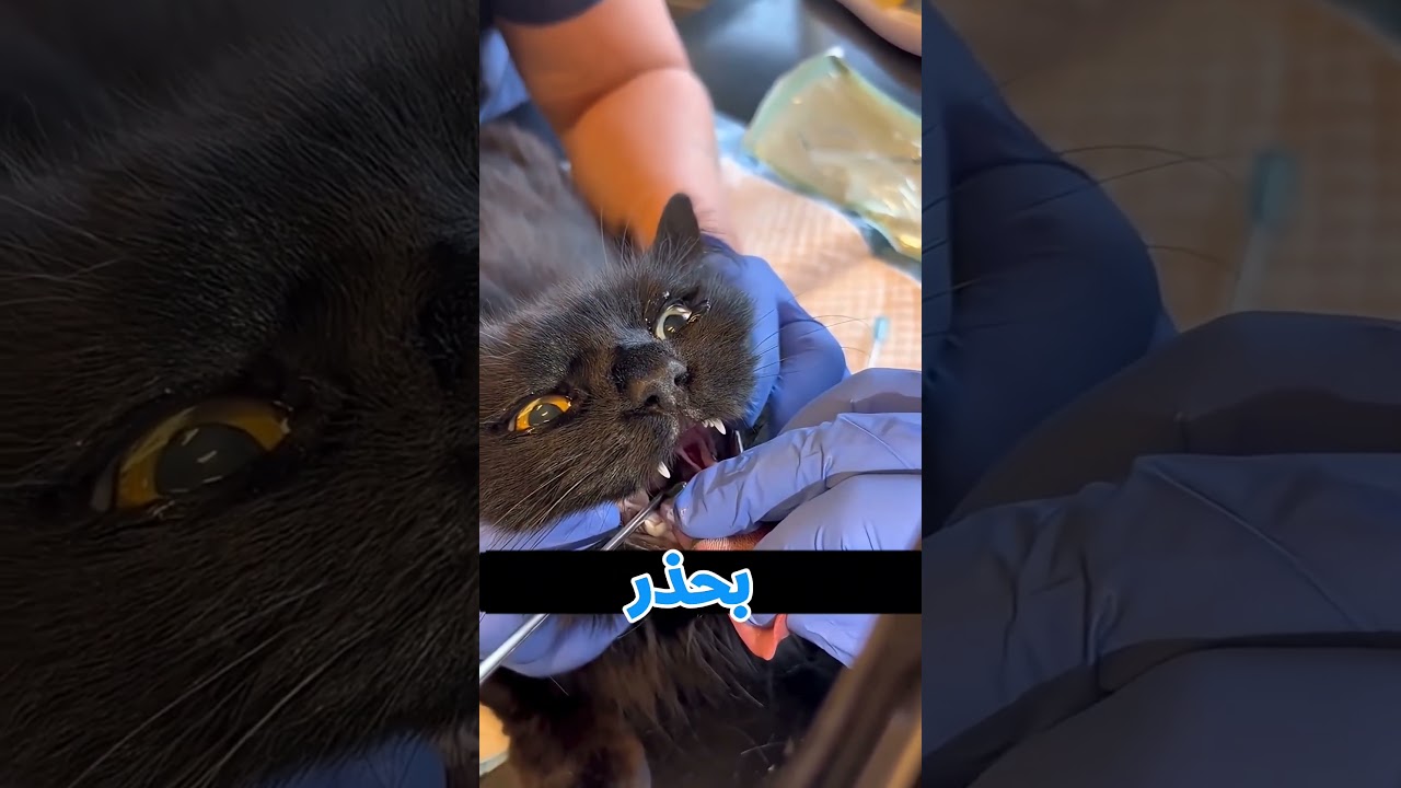 القطة حصلها ايه😱‼️