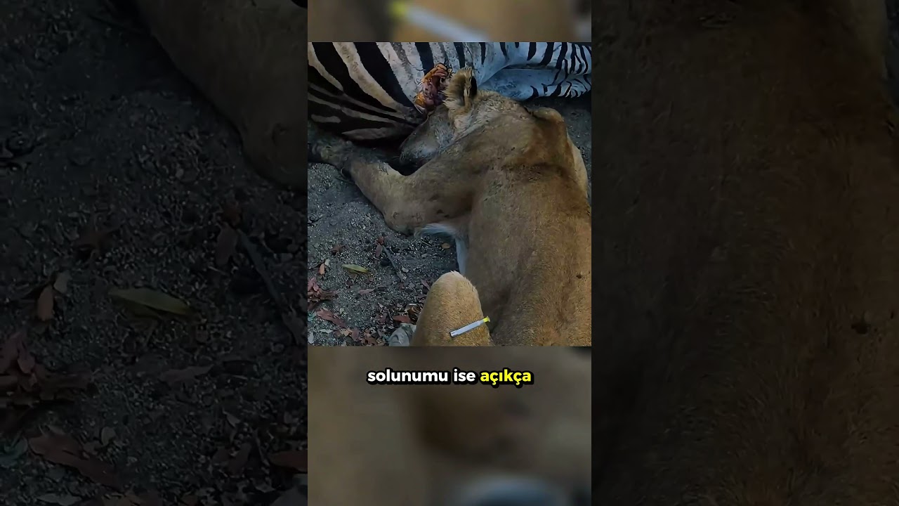 Kara Mamba Aslanı Isırınca..