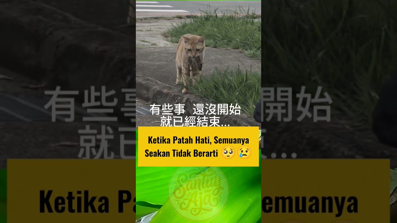 Ketika kucing patah hati 🥺 #shortvideo #kucing #kucinglucu #cat #kucinganggoralucudanimut
