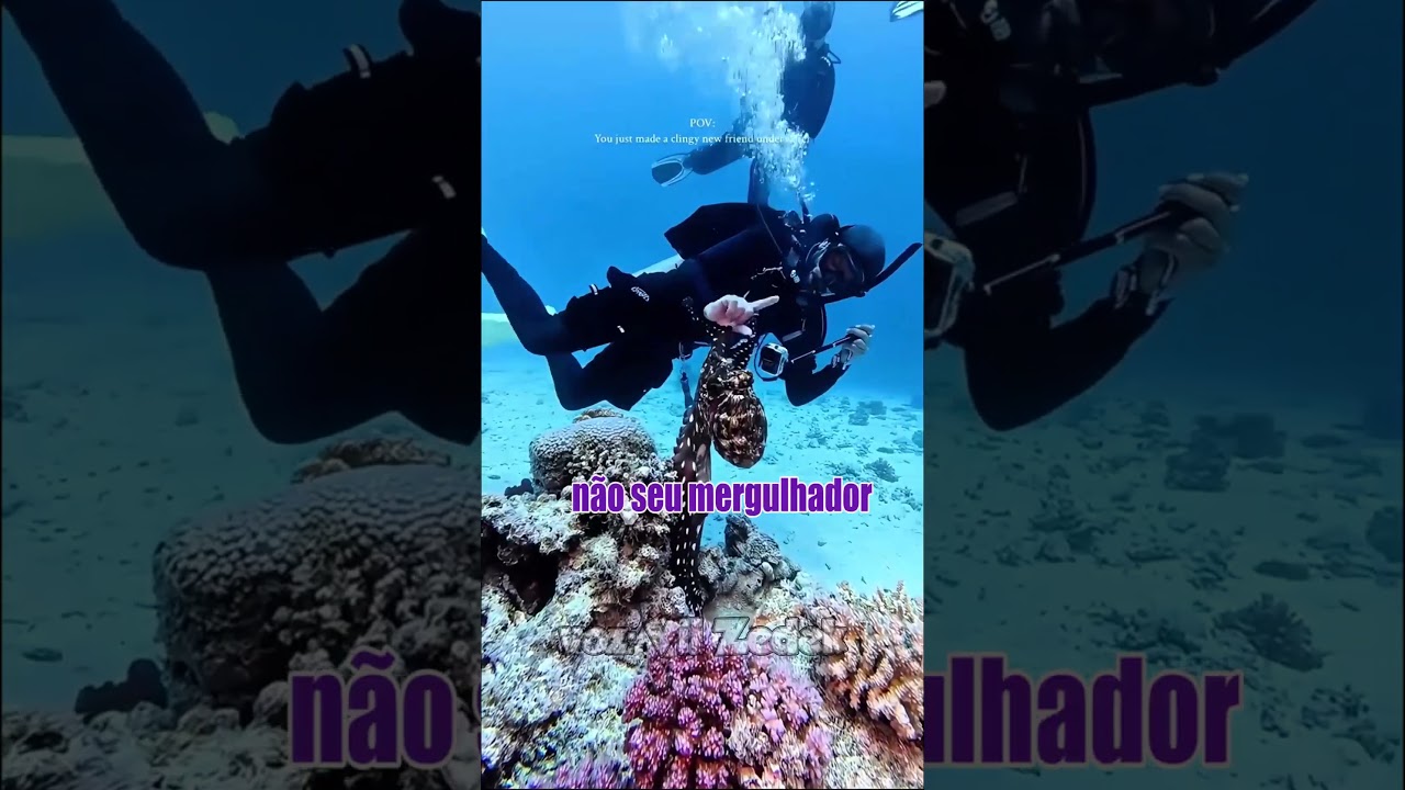 Bichinhos que nos entendem -bagunça no fundo do mar