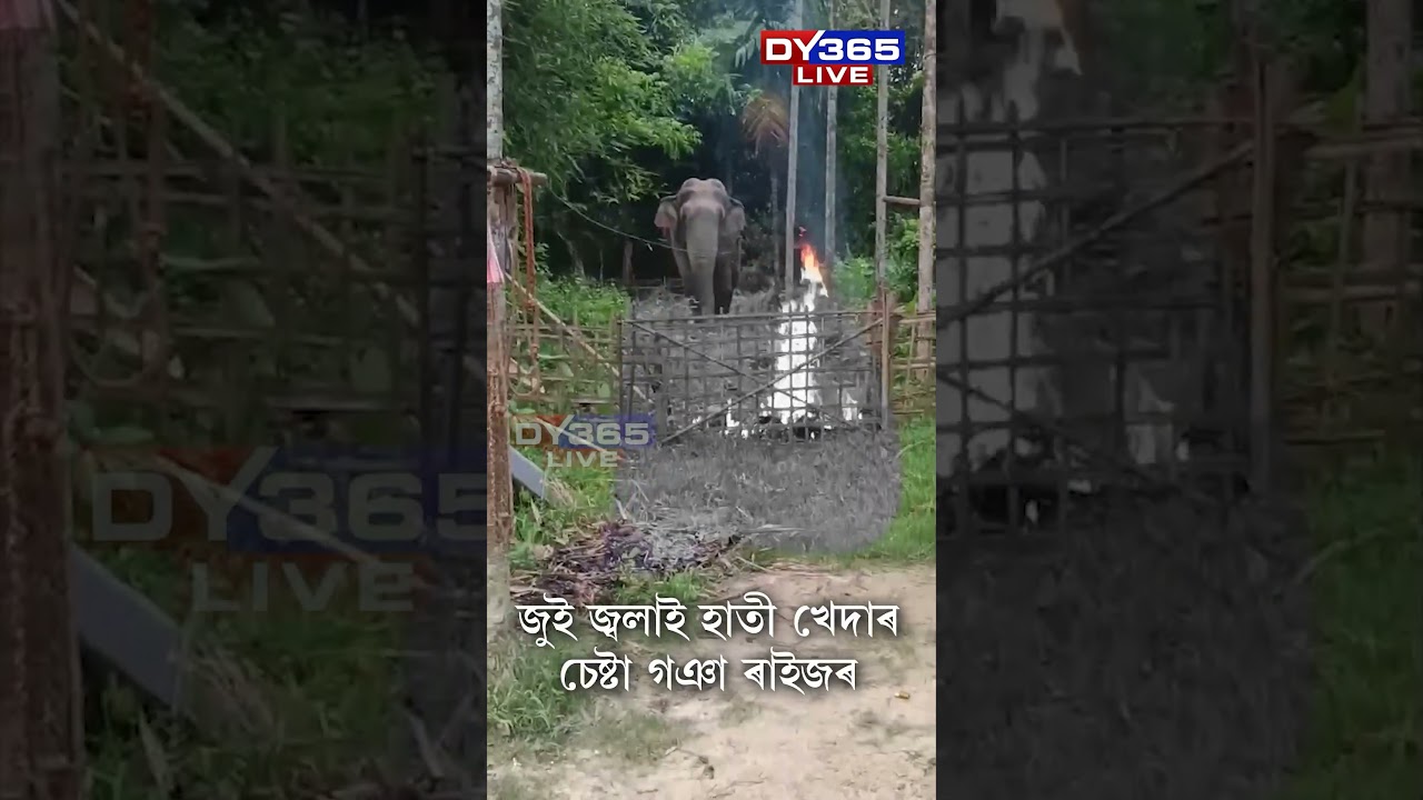 চামগুৰিৰ পদুমনিত গজৰাজৰ আতংক