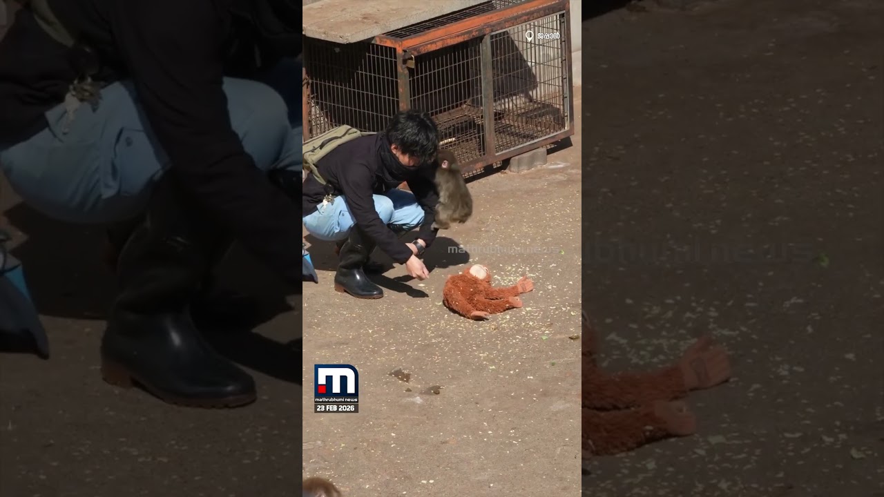 അമ്മ ഉപേക്ഷിച്ചു, പക്ഷേ ലോകം ഏറ്റെടുത്തു; കുഞ്ഞു പഞ്ചിന്റെ അതിജീവന കഥ! | Monkey Punch | Macaque