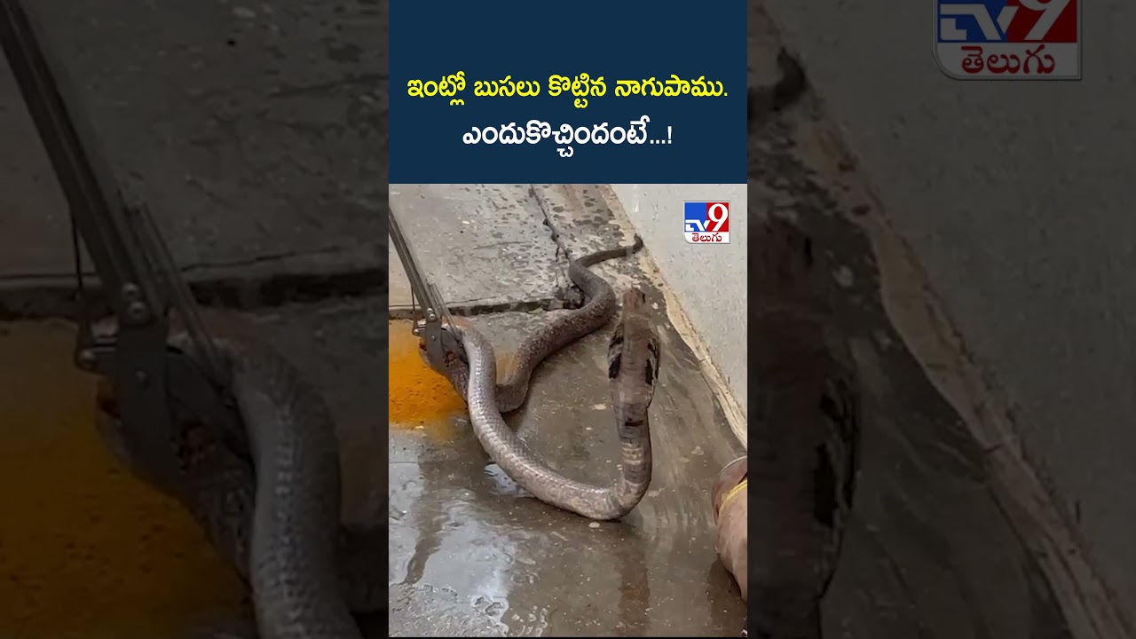 Tirupati | ఇంట్లో బుసలు కొట్టిన నాగుపాము. ఎందుకొచ్చిందంటే...! - TV9