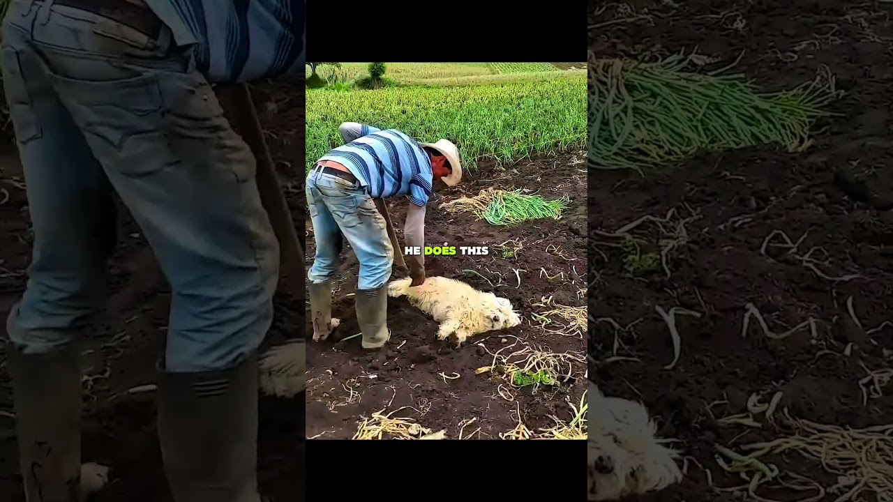 #audio - Published by Lumi