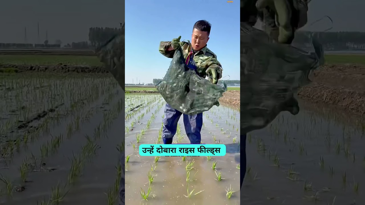 China Ke Rice Fields Mein Ugte Hain Hazaron Crab! 😱🦀 | Ye Farming Dekhkar Hairan Ho Jaoge