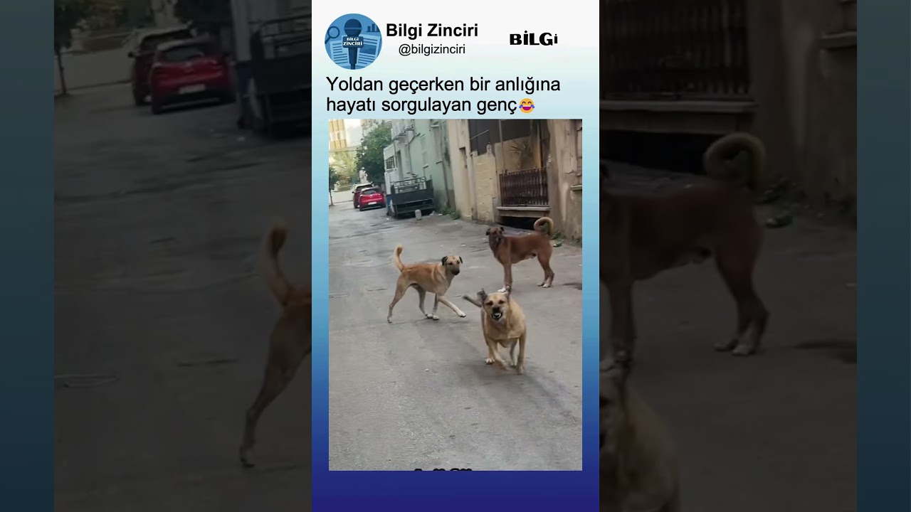 Sokak Köpekleriyle Karşılaşan Genç Adam Saniyeler İçinde Beklenmeyeni Yaşıyor😂🤣