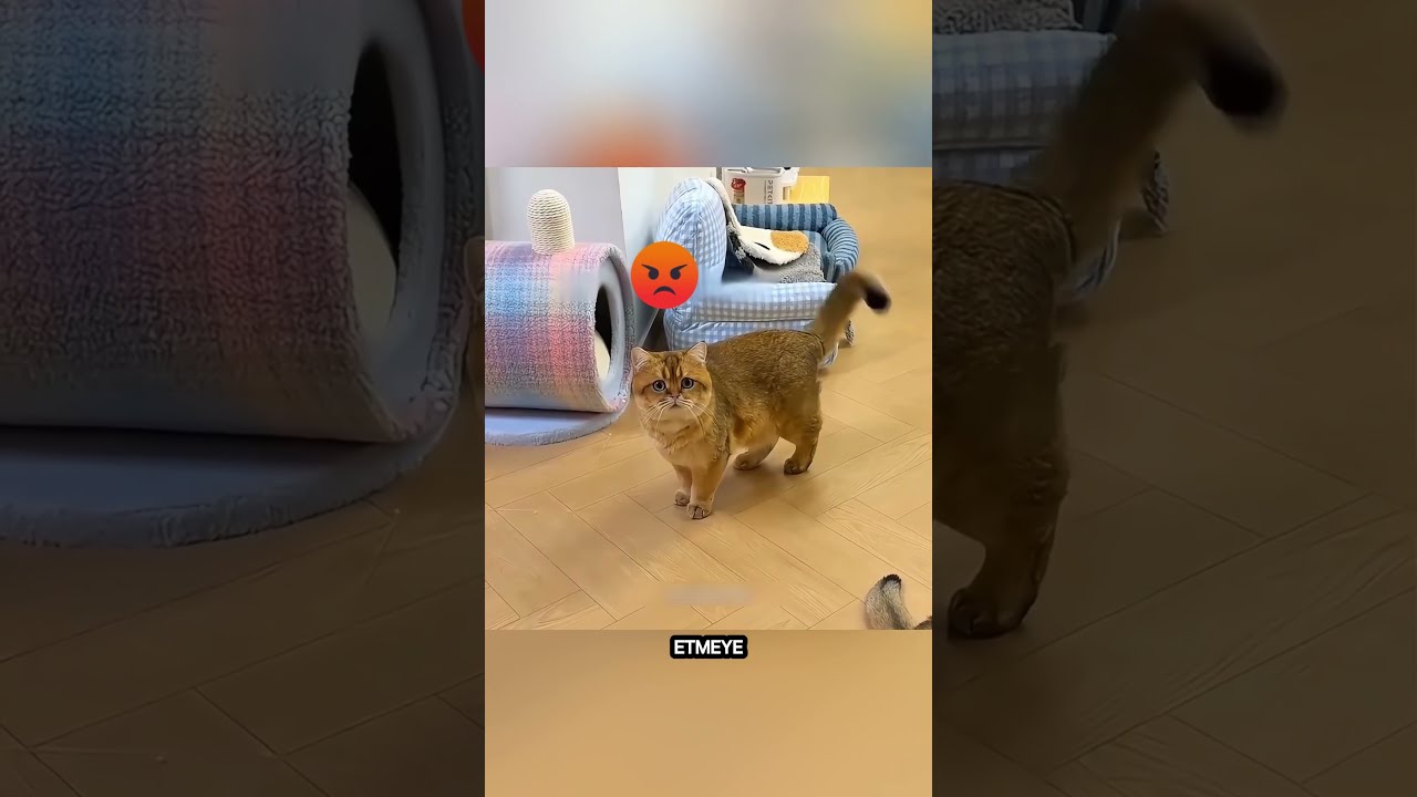 Bu Kedi Yemek Yemeyi Bırakamıyordu! Sonunda Bakın Ne Oldu! 😱 #shorts
