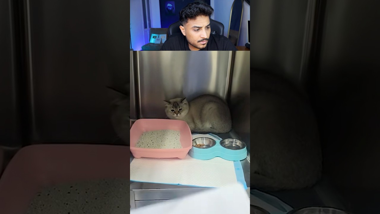 القطه دي عفريت ولا اي 😳😳