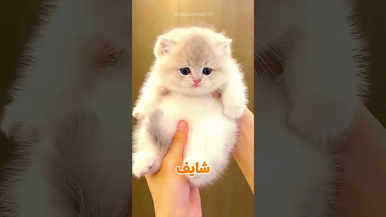 رجعوا البيت واكتشفوا مفاجأة مرعبة 😱