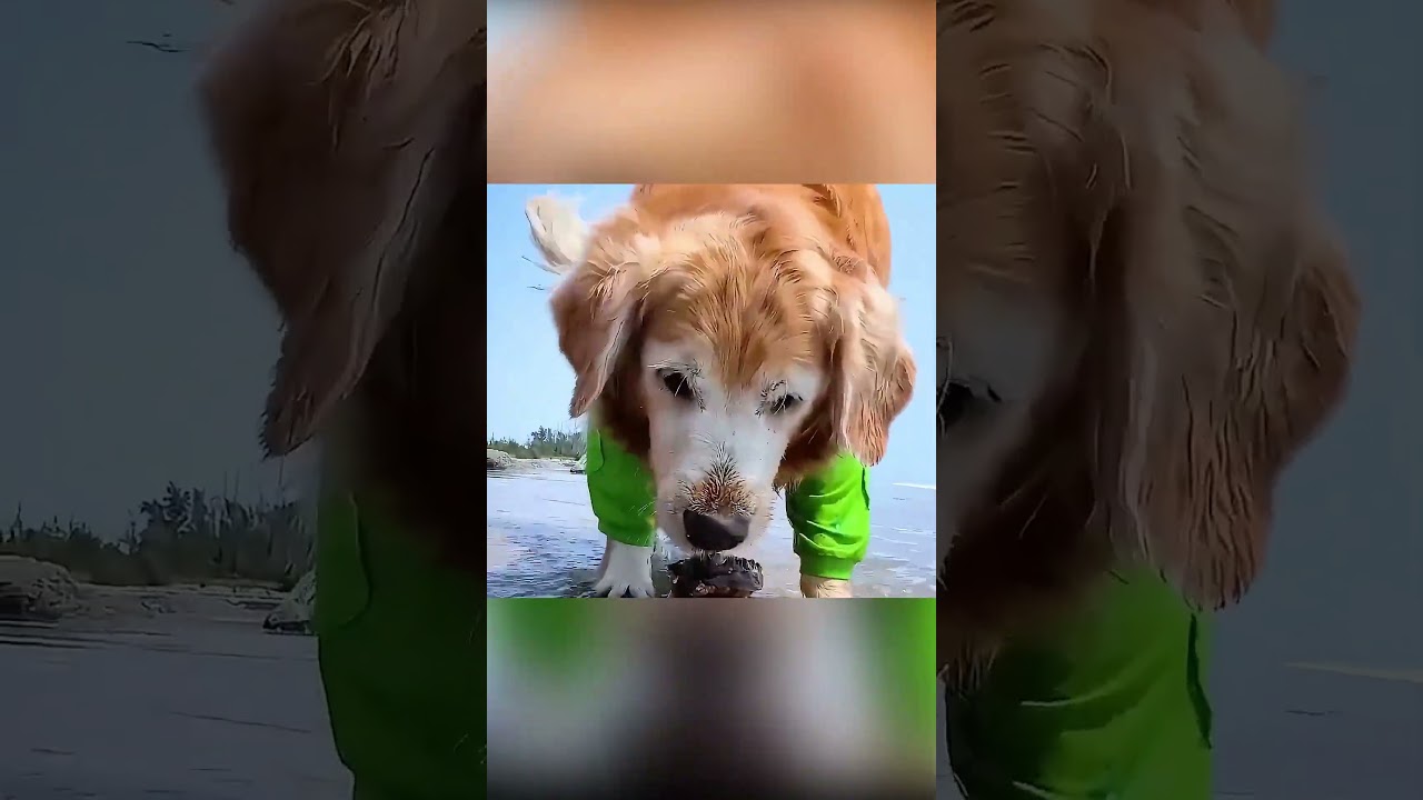 كلب وفي يصنع عيد ميلاد لا يُنسى 🐶🎂💙