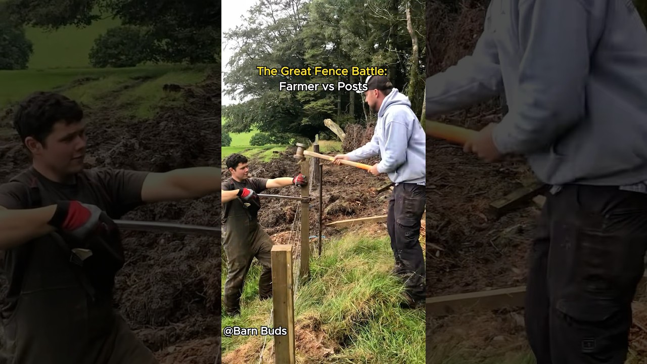 The Great Fence Battle ：Farmer vs Posts.#funny #farmanimalct #farming #farmer #farm #fence