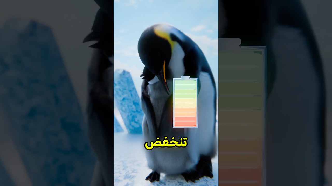 البطاريق حيوانات عشوائية 😰 #shortvideo