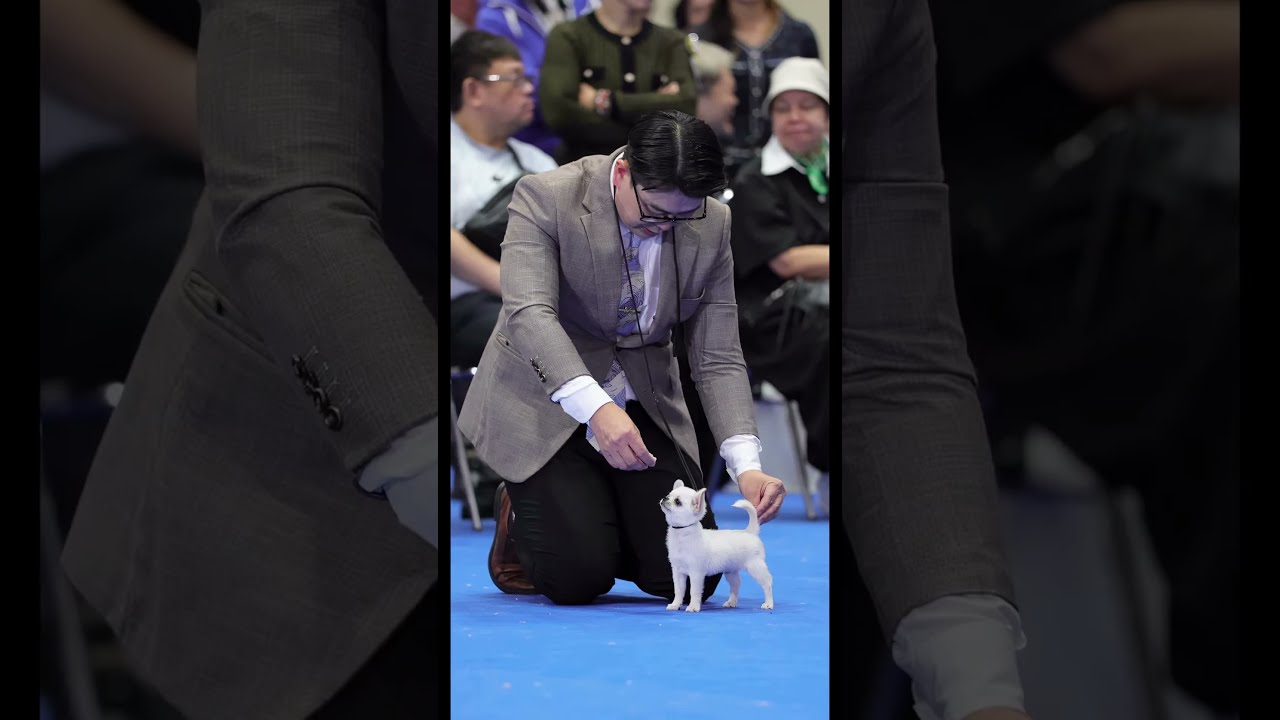 Oh My God😰Wait for end😳 Tiny dog, huge main character energy 🐾