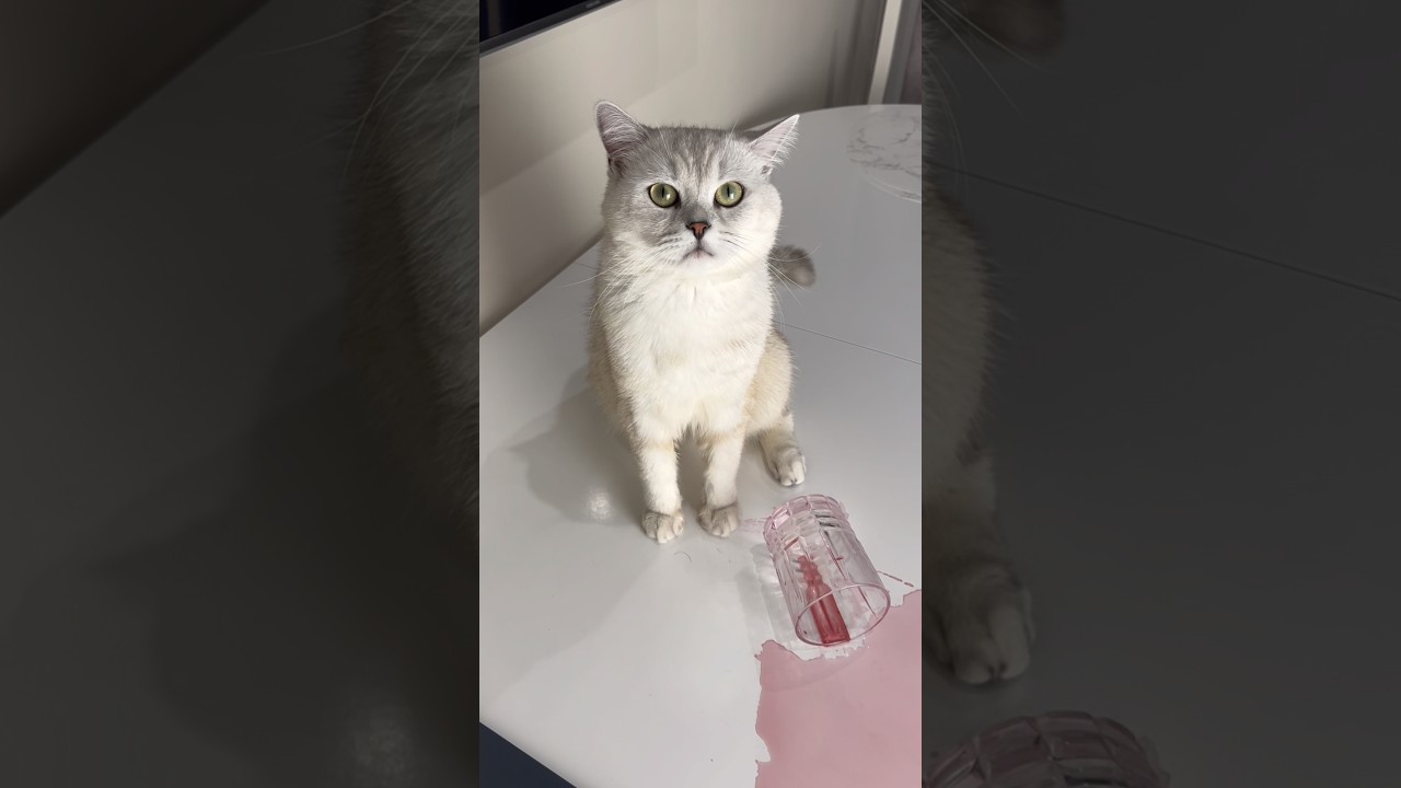 Don't be rude to your pets🙏🥺Subscribe to support😺❤️ #cats #cat #americe