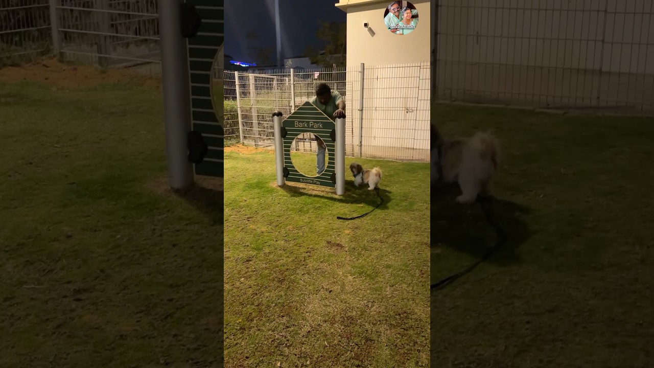 Leo kutty story 🐶🐾 potty training #petlover #pets #shorts