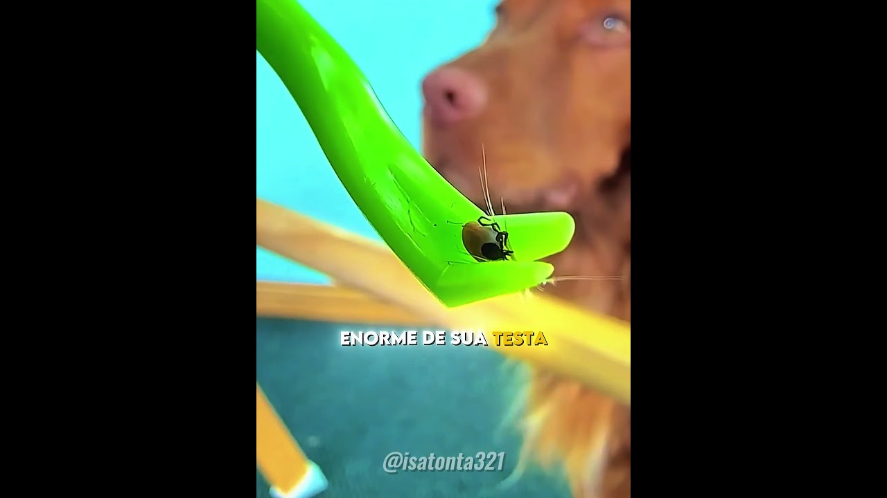 Esse CACHORRO Vivia com Carrapato! 🐶💔