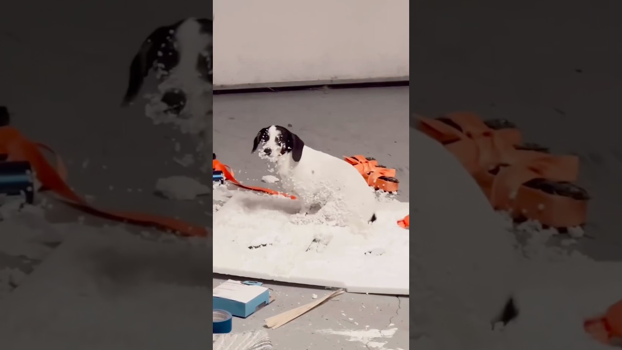 That’s a Bad Dog 😂