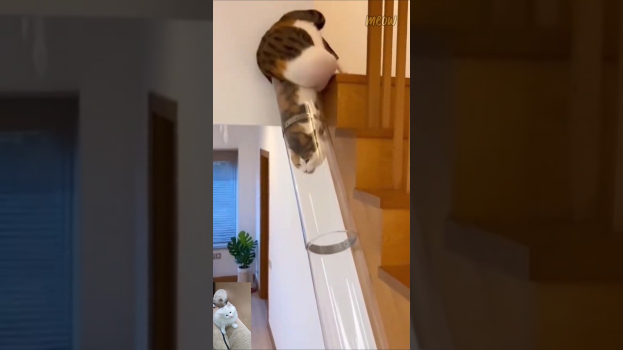 🙈😻 #cat #funny #cute #kitten #shortsvideo #shortvideo #shorts #song #short #subscribe #trending