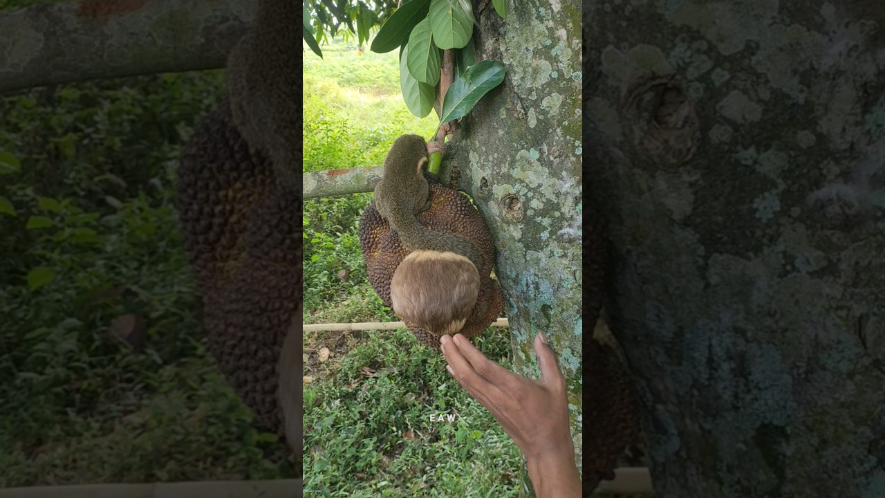 hewan imut sedang main di buah #nature #shortsviral