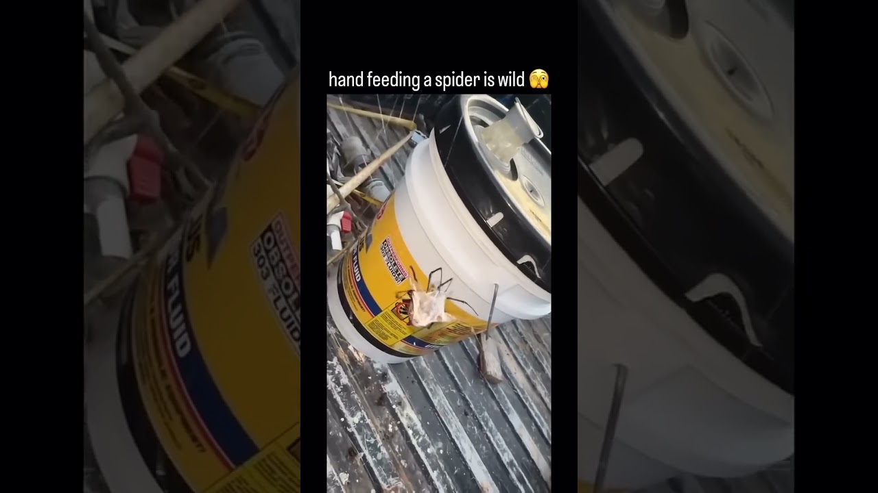 Hand Feeding a Spider