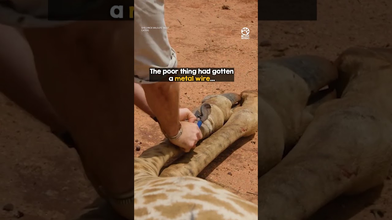 Heroic Men Bring Down a Giraffe to Save Her Life ❤️