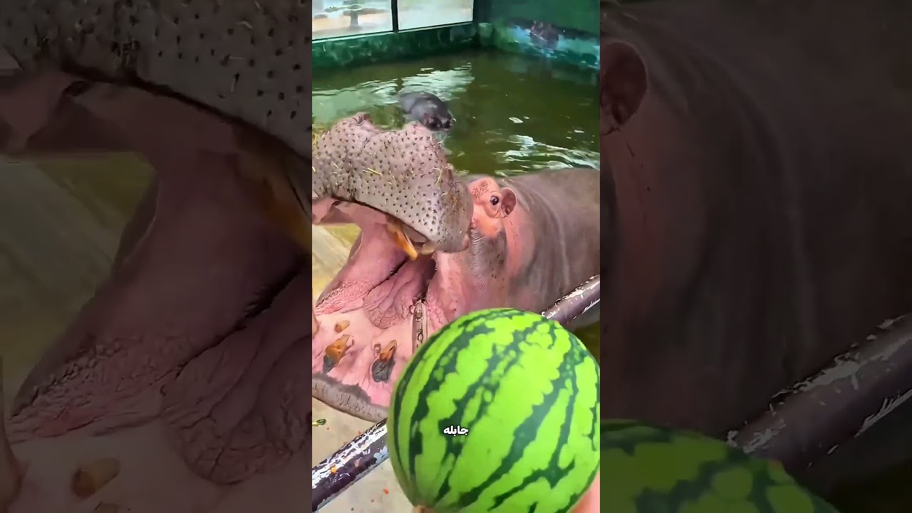 فرس النهر رفض كل الأكل... لحد ما شاف البطيخة! 😳🍉