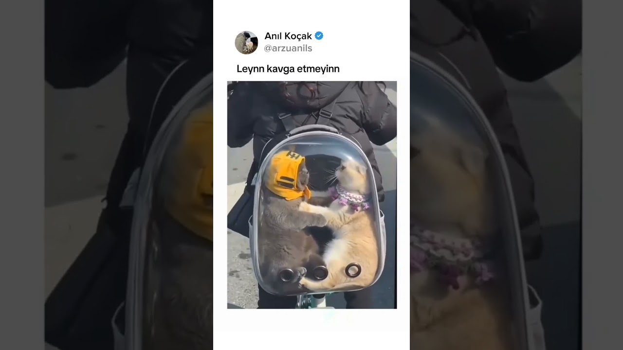 Abla sahip çık şunlara ya