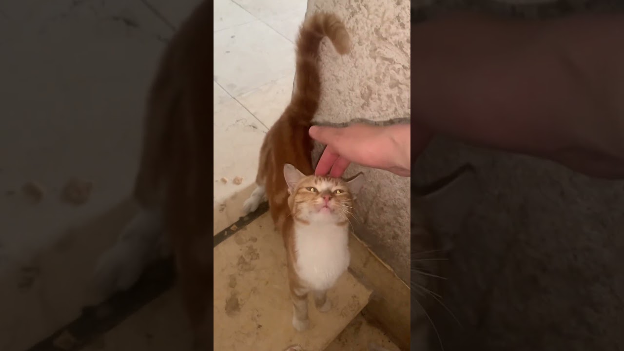 فخ بني قطوس