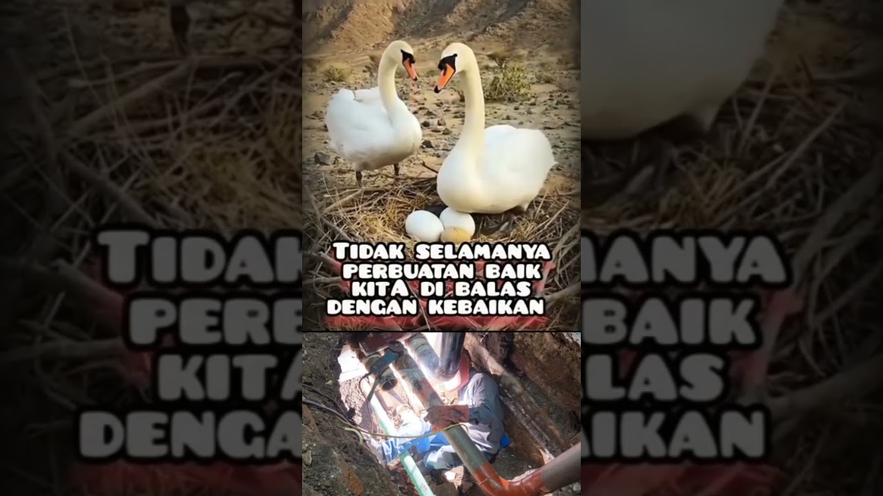 tetap lah berbuat baik mesti kebaikan kita ta hargai #shortvideo #tranding #bissmilahsukses #viral