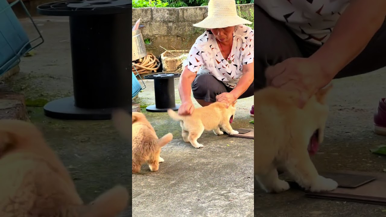 狗狗：哈哈，今天还是没有嘎 #中华田园犬 #中华田园犬大黄 #黄狗白面