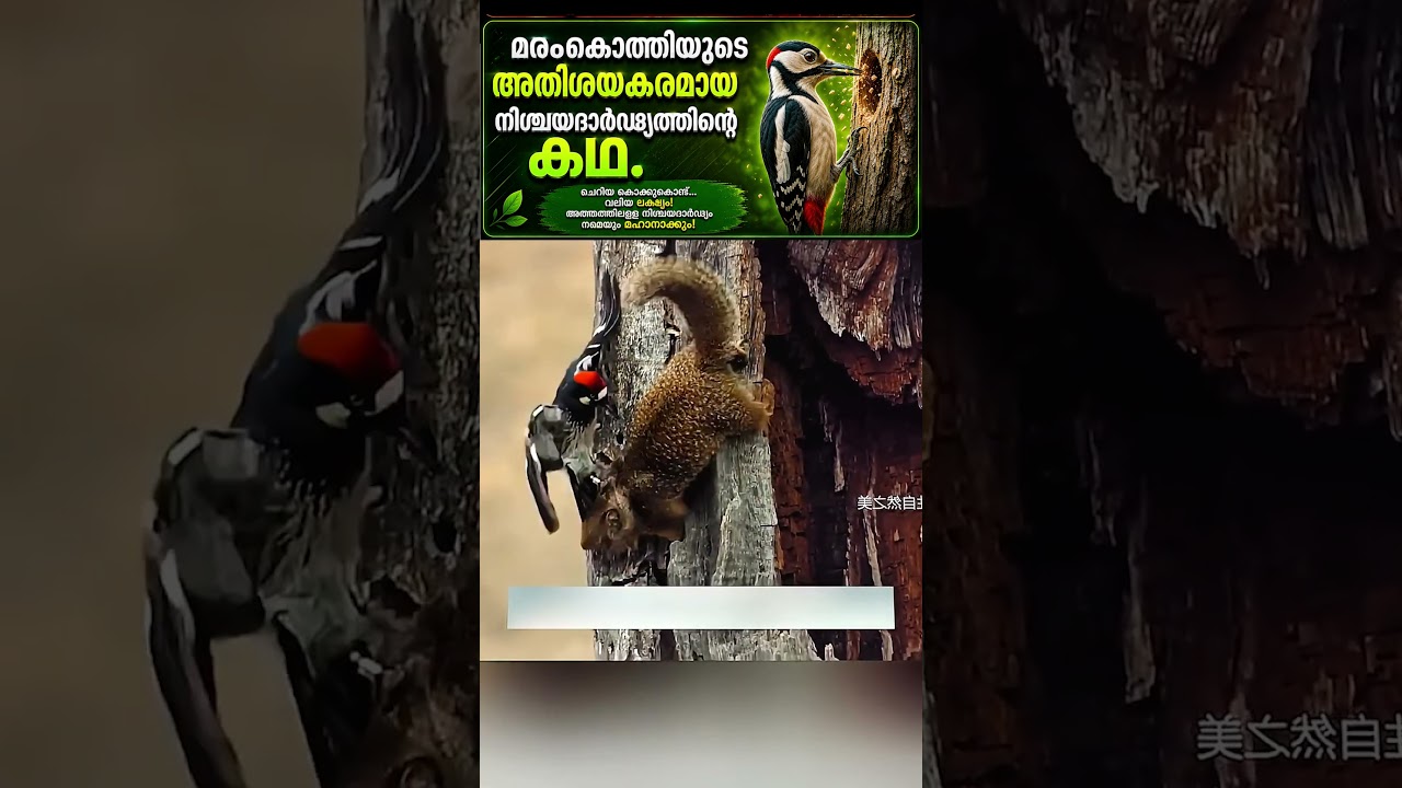 #jaidmeel #malayalam What This Hardworking Bird Did After Losing Everything Will Inspire You