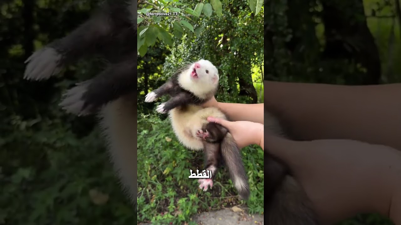 ما الذي لا يخبرك به النمس الخاص بك 🐾 #حيوانات #علوم #محتوى_قصير #لطيف #نمس