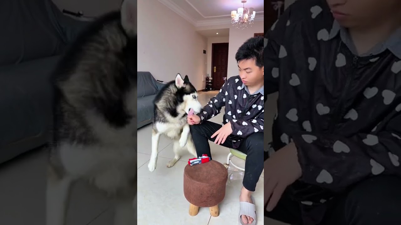 狗：你是真狗啊！ #人和狗總要瘋一個系列 #誰家還沒個傻狗 #萬物可愛計劃 #斑點狗大戰哈士奇 #萌寵出道計劃