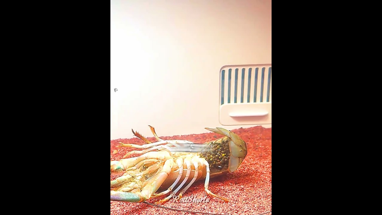 Ele SALVOU Centenas De Filhotes!🦞✨