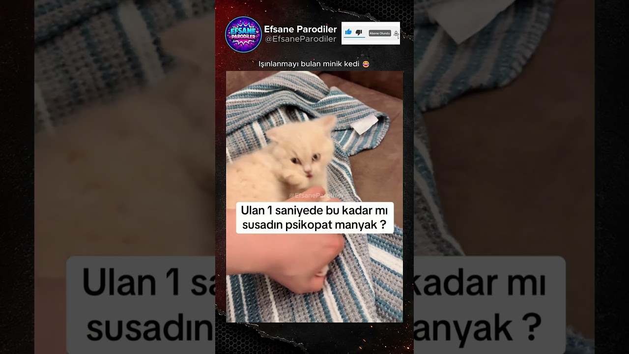 Işınlanmayı bulan kedi