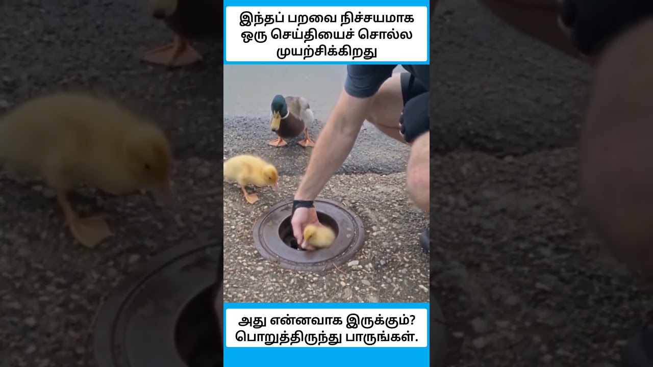 இந்தப் பறவை நிச்சயமாக ஒரு செய்தியைச் சொல்ல முயற்சிக்கிறது #shorts