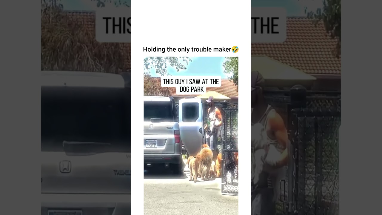 Imagine the drive through Starbucks " can I get 42 pup cups, please?"