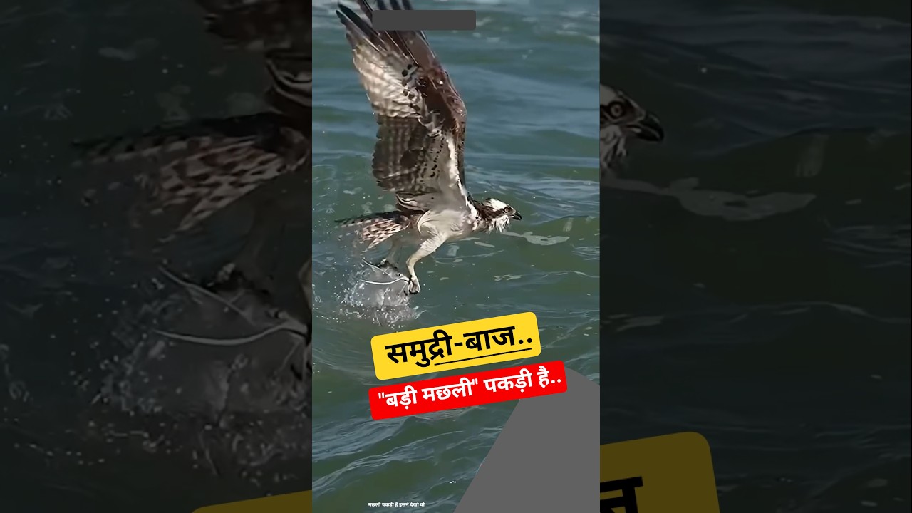 Osprey Deadly Dive from the Sky! Osprey Caught a Monster Fish 🐟  | Sea Eagle 🦅 | समुद्री पक्षी #sea