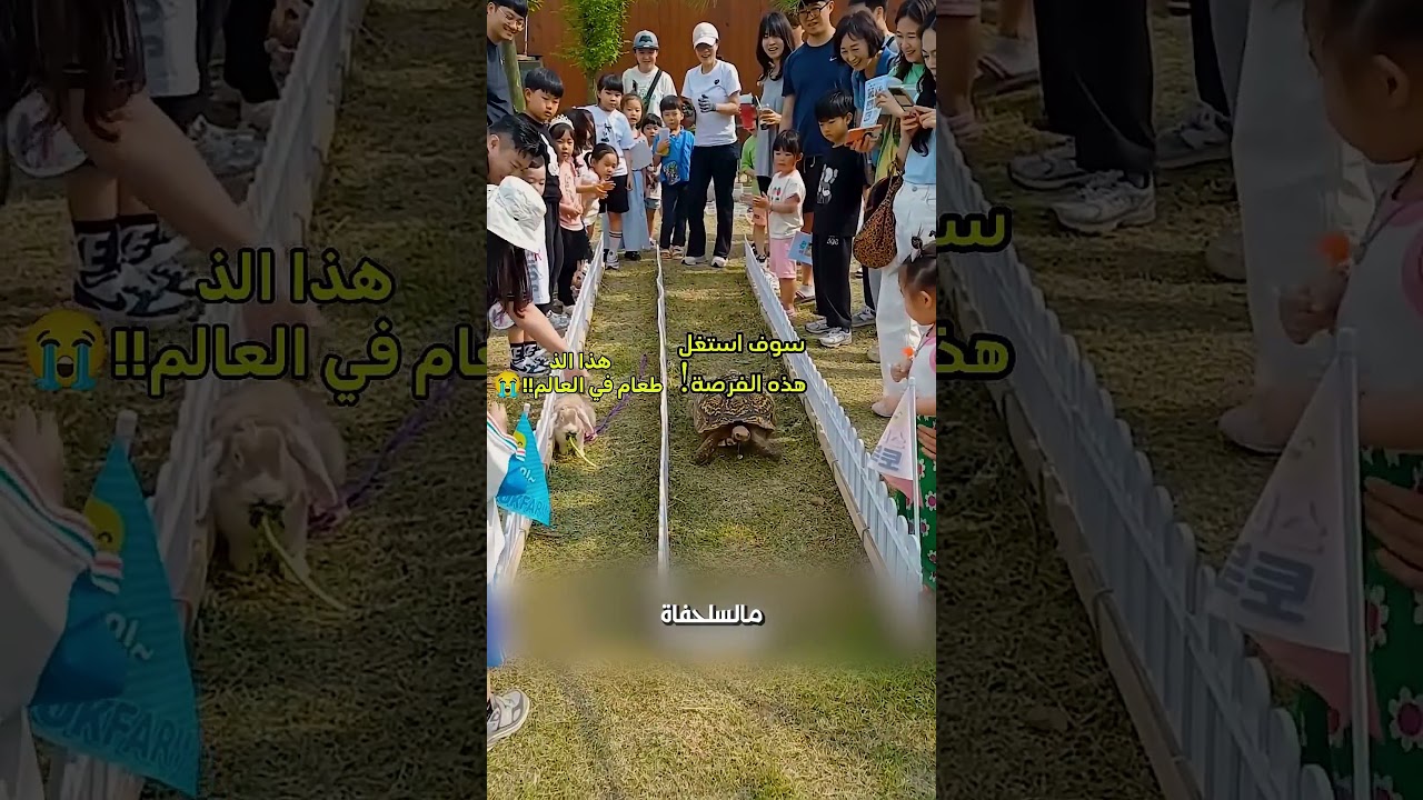 ليه السلحفا اسرع مالارنب🐢