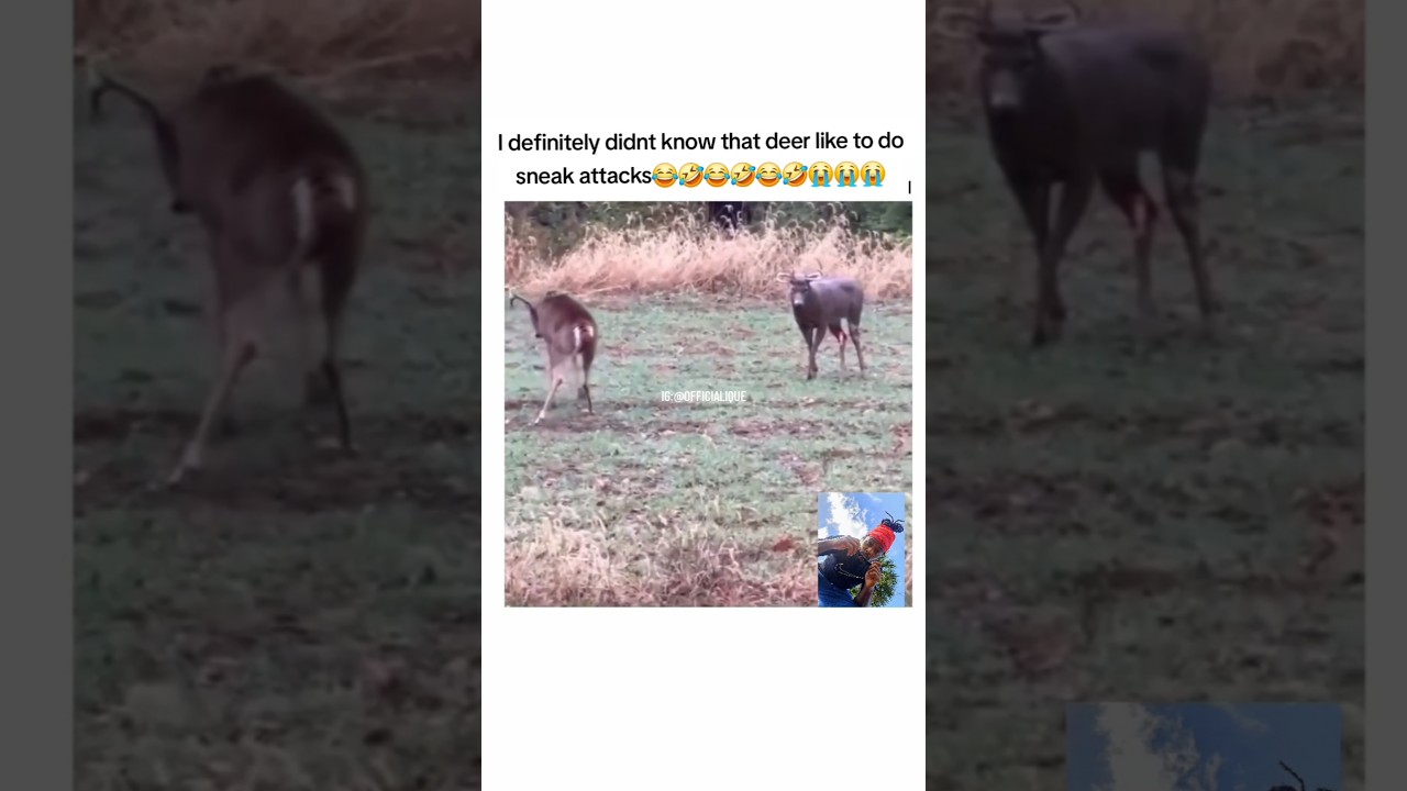 bro practicing🤣😭#shorts #viral #funny #cat #hunting #turkey #istanbul #voiceover #deer #gohard #ique