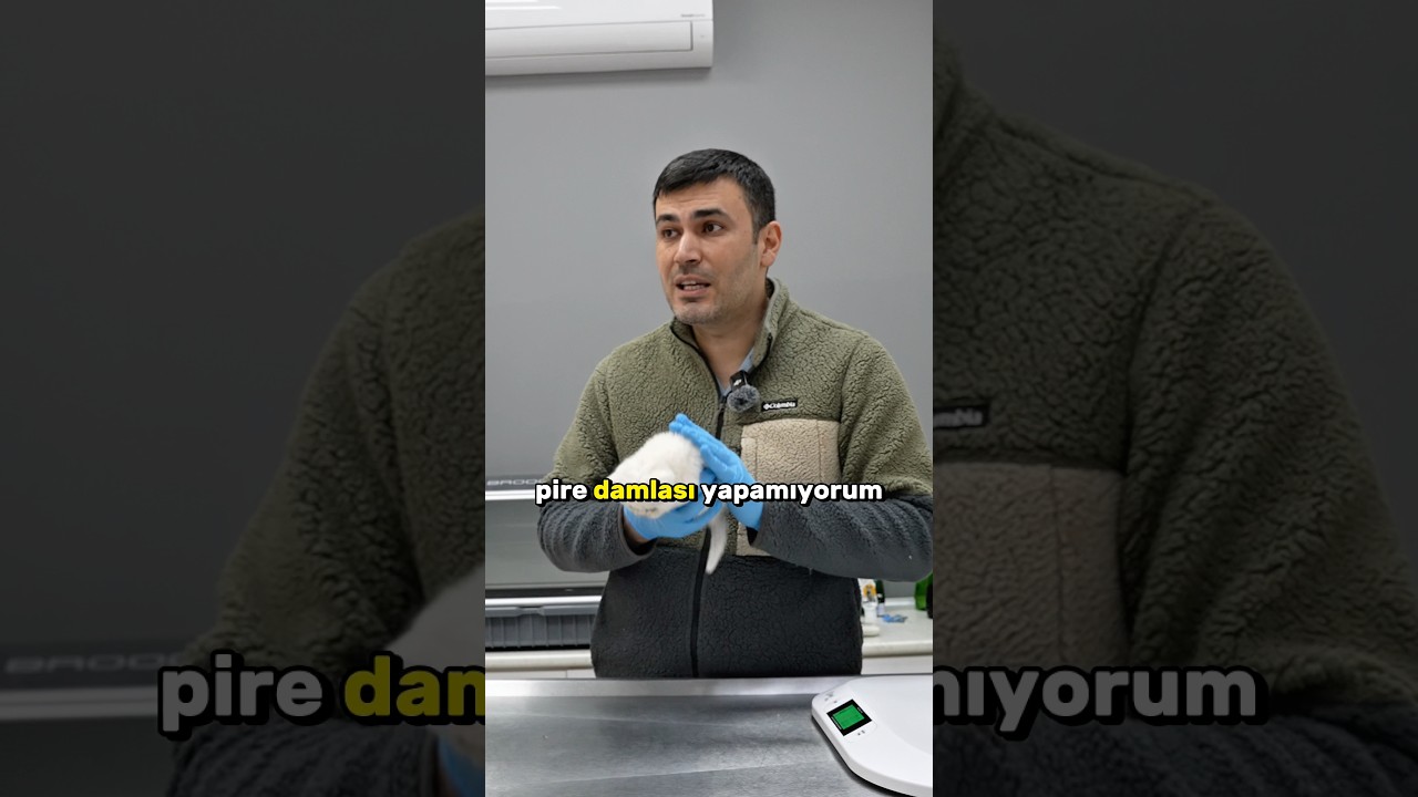 Küçük pireli kedi