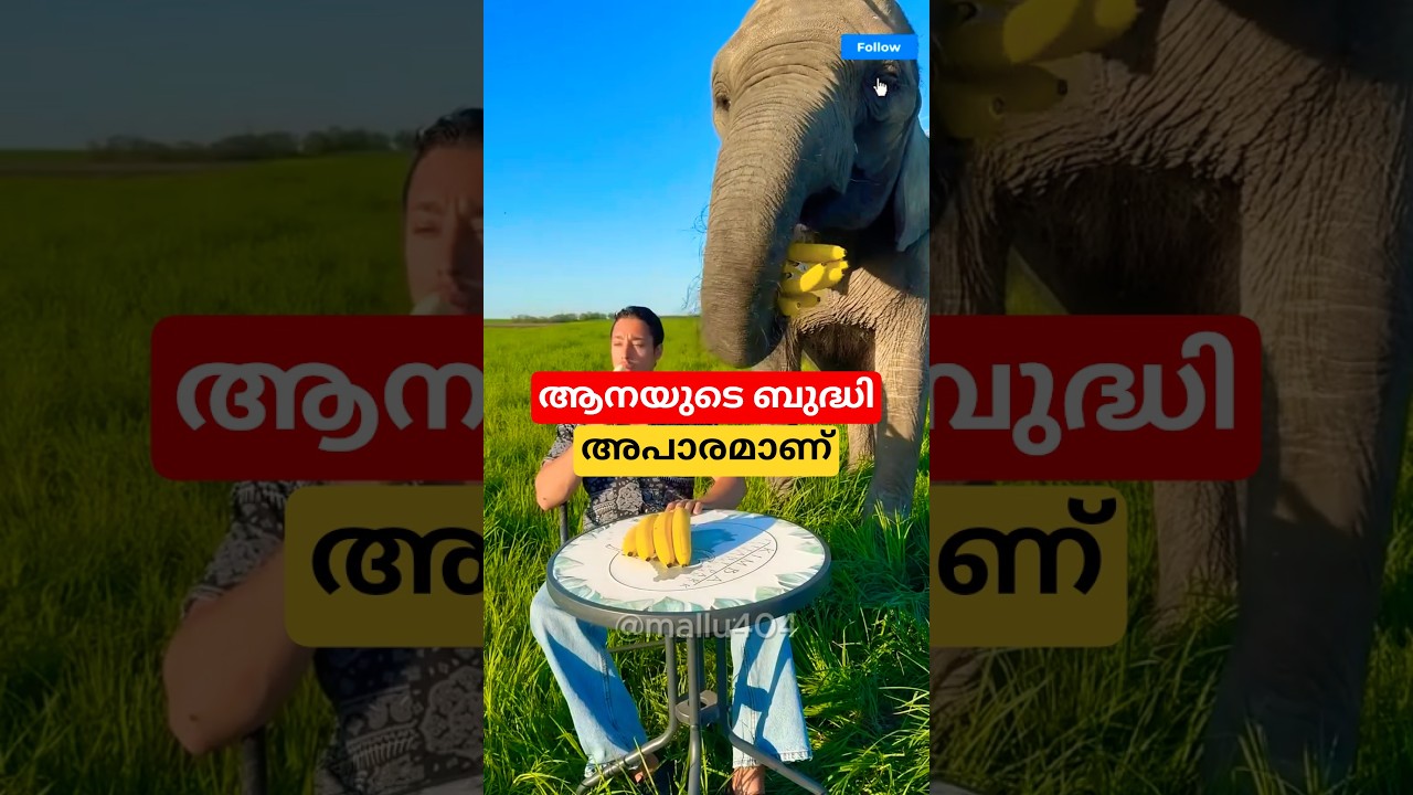 ആനയുടെ ബുദ്ധി അപാരമാണ് #factshorts #malayalam