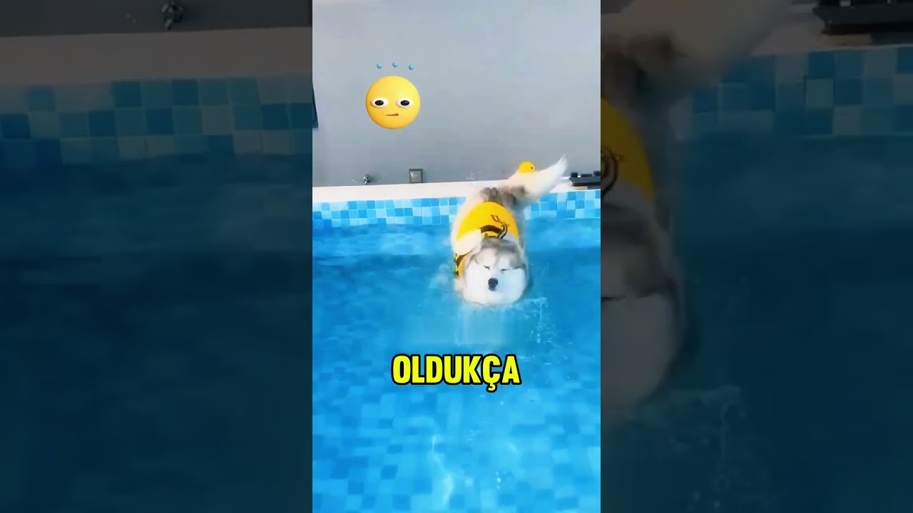 Köpekler yüzmeyi öğreniyor! 🐶🏊