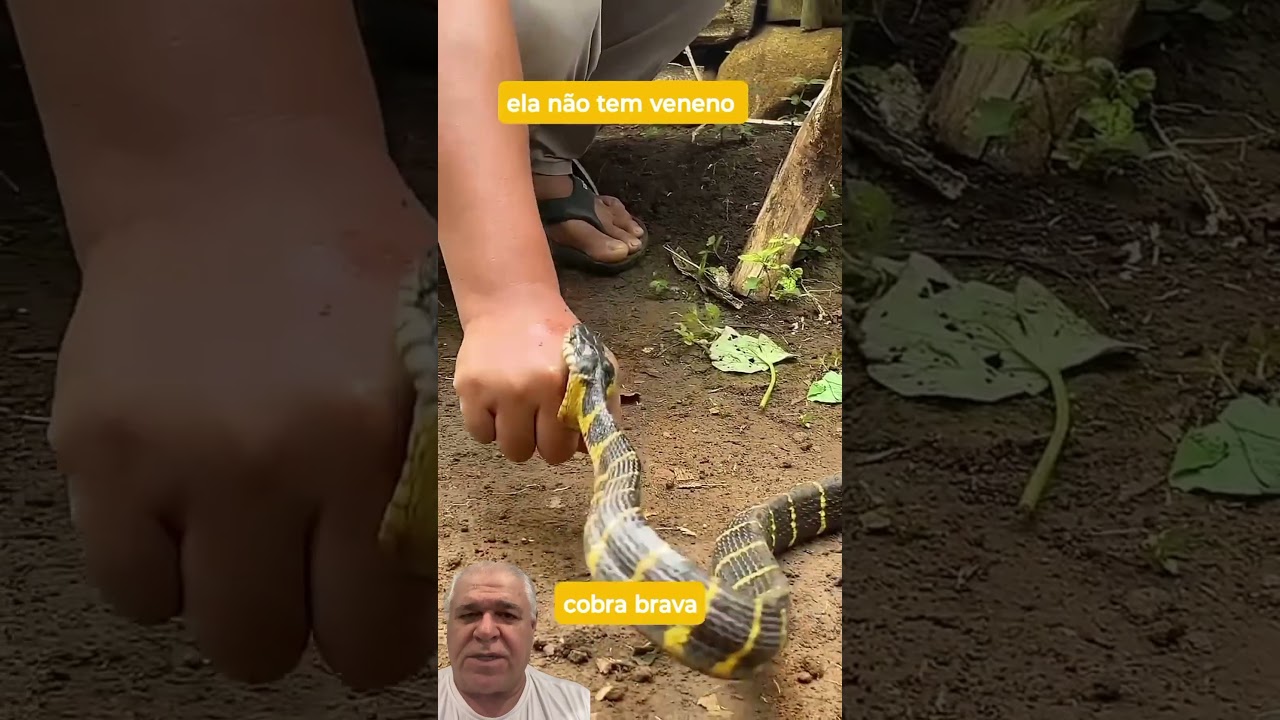 CANINANA, rápida, brava, come serpentes, mas não é venenosa #cobra #caninana #animals