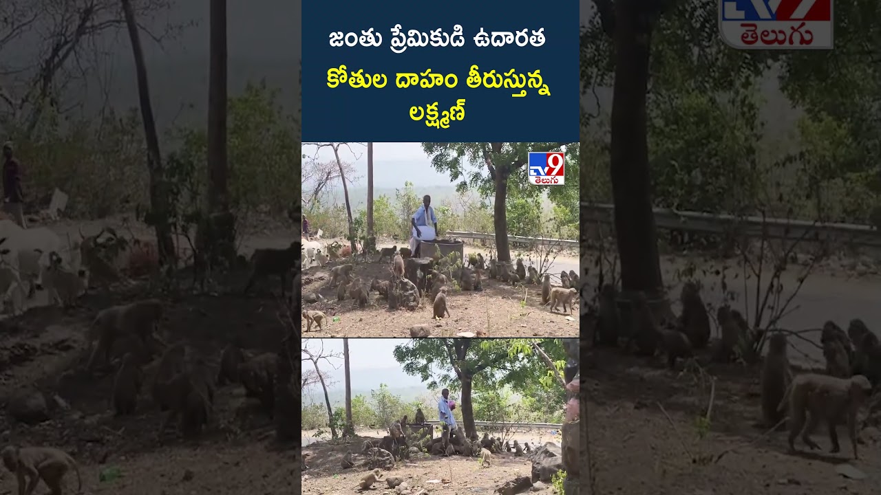 Kumuram Bheem Asifabad : జంతు ప్రేమికుడి ఉదారత.. కోతుల దాహం తీరుస్తున్న లక్ష్మణ్ - TV9