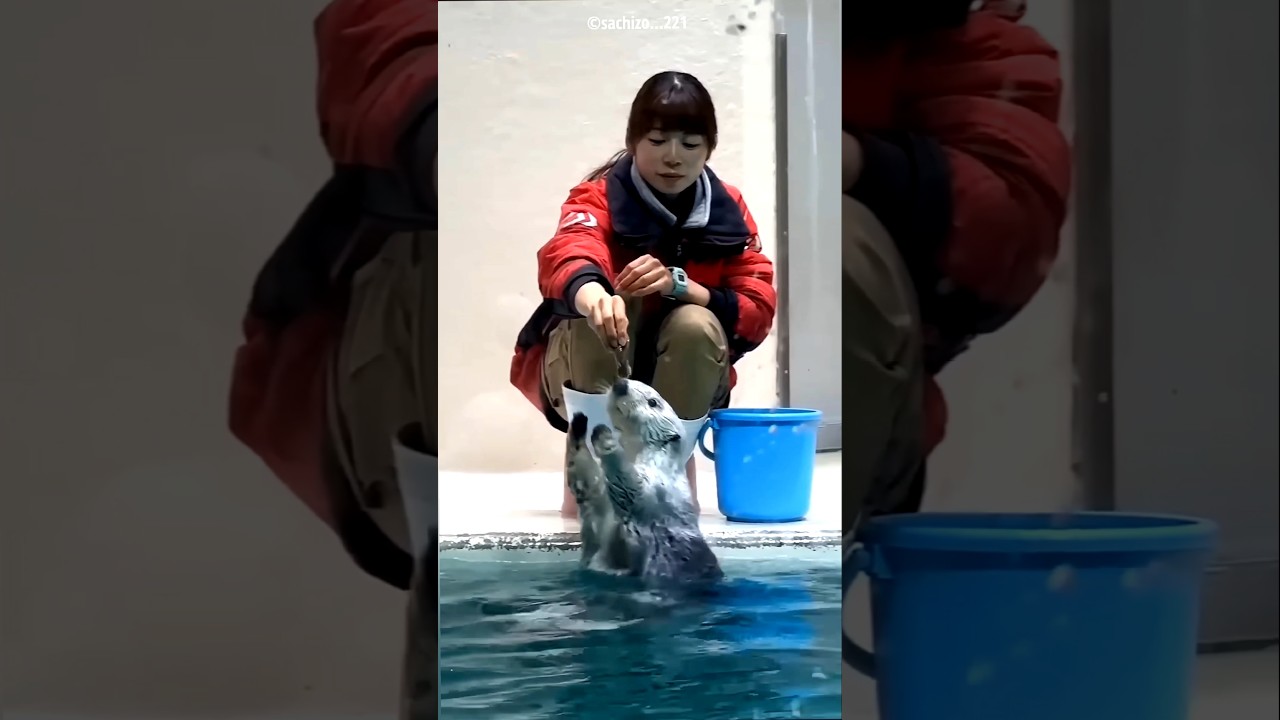 குதித்து ஏமாந்த கியூட் Otter! கேர்டேக்கரிடம் காட்டிய செல்ல கோபம்! | Adorable Pet Otter! ❤️