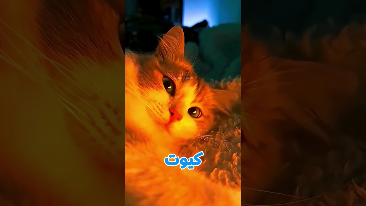 حط تمساح لعبة في المية... والنتيجة صدمت الجميع! 😱