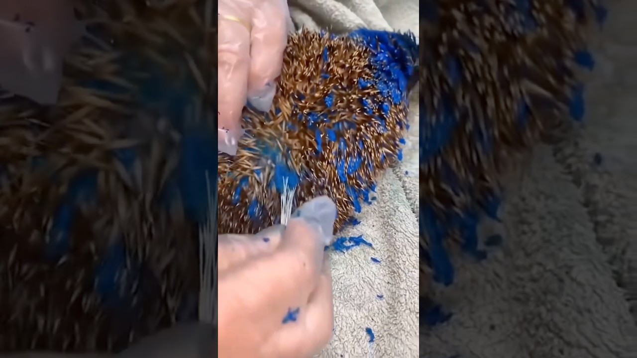 This Hedgehog Was Painted Blue (TOXIC) #goodtoknow #vet #medicine #educational #survival #lifehacks